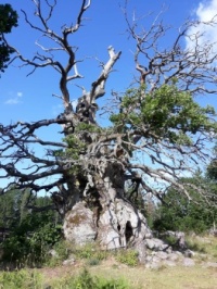 "Kvilleken" 1000 year old oak in Sweden, 2019. Still alive in 2022.