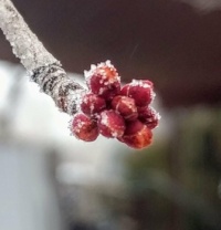 Frosted Maple Buds