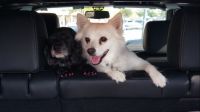 Maggie and Zoe in Jeep Wrangler