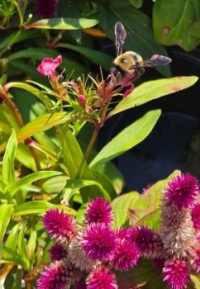 Bee on Flowers