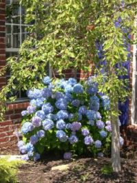 Finally....the hydrangea is blooming!