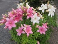 Asiatic Lilies 06/14