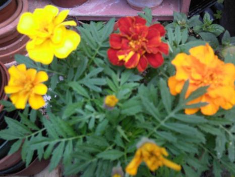 More French Marigolds