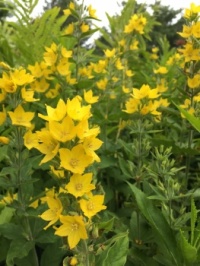 In the garden: Yellow Loosestrife