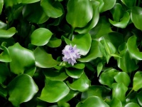 Wee flower