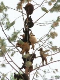 A tree full of baby bears.
