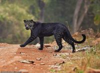 Rare black leopard 'spotted' in India