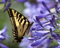 Western Tiger Swallowtail Butterfly on Agapanthus, Oceanside, California