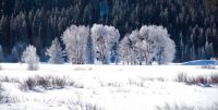 Frosty Teton morning