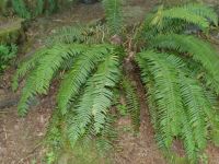 A fern growing at the Stone Cliff Inn in Oregon