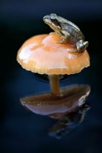 Kikker op paddenstoel