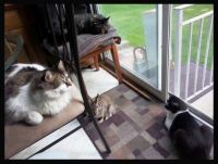 Bugs Bunny and The Cats Watching the Birdies in 2016