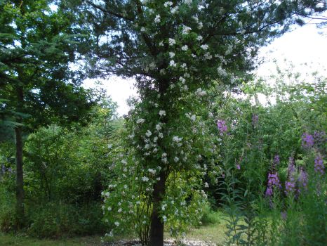 sommer 2009 010
