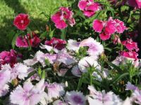 Spring Flowers (3)