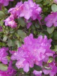 Rhodondendron blossming