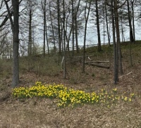 The wild garden on the hillside