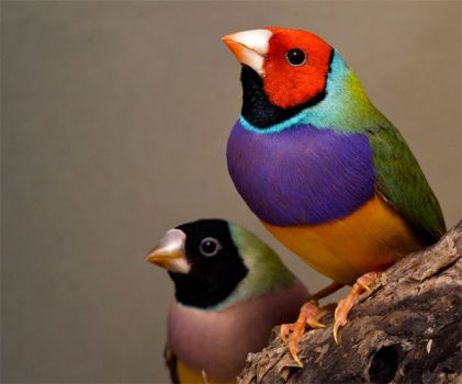 Gouldian Finch, and I think the other one is a Black-Headed Nun