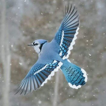 Solve Blue Jay in Flight jigsaw puzzle online with 64 pieces