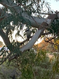 A kookaburra in a gum tree.
