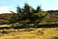 Ilkley Moor I
