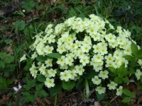 Primroses