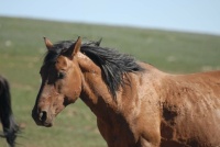 SHAMAN,,  PRYOR MOUNTAIN  STALLION THAT HAD  A  BRAND  BUT WAS ALLOWED TO STAY ON RYOR MOUNTAIN