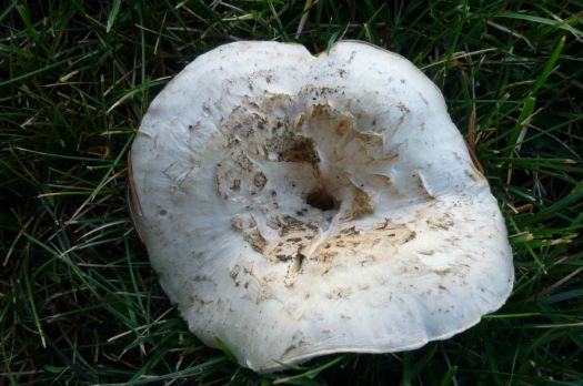 Big, fat mushroom ....