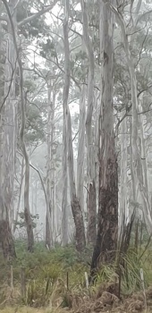Gums in the mist..