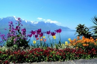 Spring in Lake Geneva, Switzerland 🌷