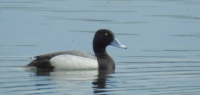 male scaup