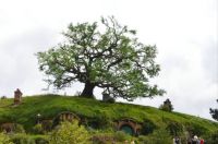 Tree made of steel Hobbiton. NZ