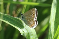 Female Common blue butterfly - Polyommatus icarus (Icarusblauwtje)
