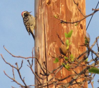 woodpecker on telephone pole