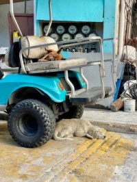 Isla Dogs IV
