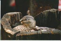 Mama Mallard for Florrie