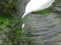 Swan in pool