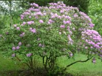 Ohio Rhododendron
