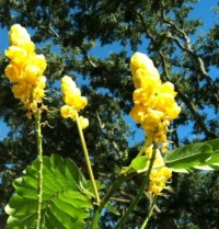 Yellow flowers in Mandarin
