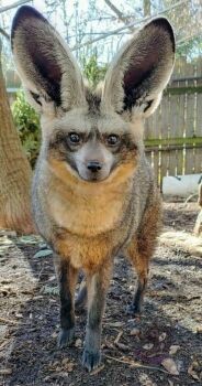 Bat Eared Fox