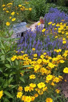 Coreopsis and Salvia,lovely contrasting colours.