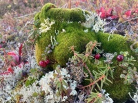 gorgeous moss (resize 12 to 546)