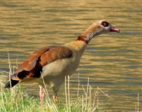 Egyptian goose (nijlgans)