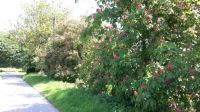 20180515_110906