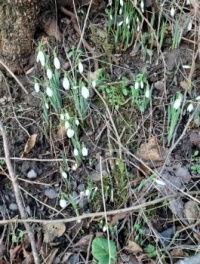 The first snowdrops at Mauldslie Woods