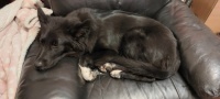 Pippa - It's been a hard day!