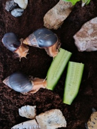Achatina - nenáročný kamarád : )