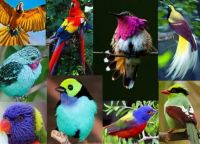 Colorful-birds-collage