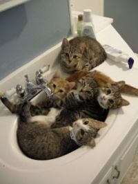 cats in the sink
