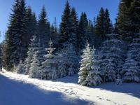 Close to Moldau springs, CZ
