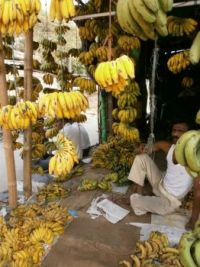 Indian banana's